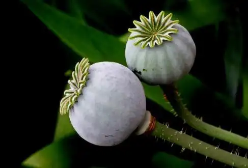 罂粟果 来自呢图网图片