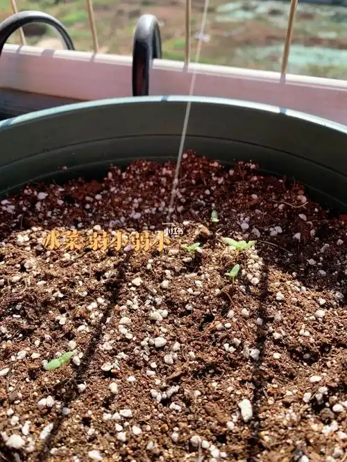 我的小快乐阳台种植冰菜弱小的芽01