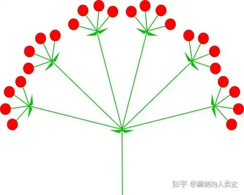 科伞形科(学名:apiaceae)是伞形目下的一科,是一类具有伞形花序的植物