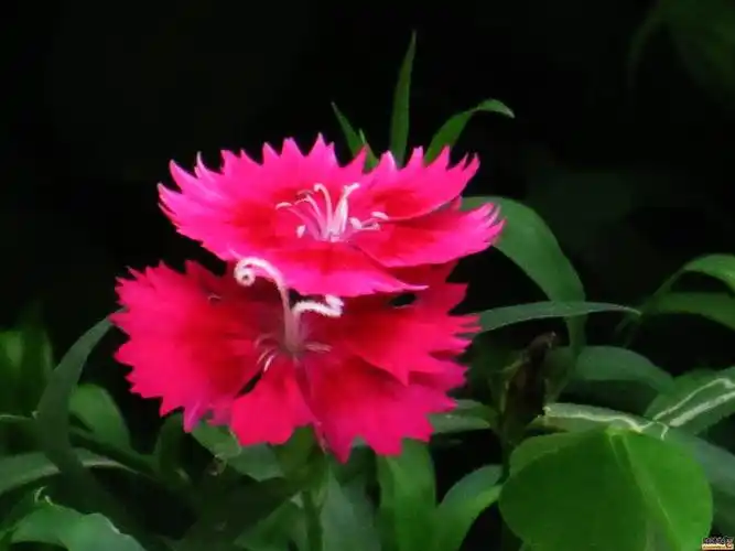 日开夜合的竹节花-都江堰论坛-麻辣社区 四川第一网