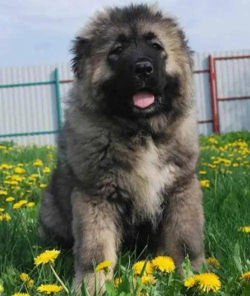 大家好,我是骨头说狗狗,今天来说高加索犬,它是一种非常优秀的猎犬,它