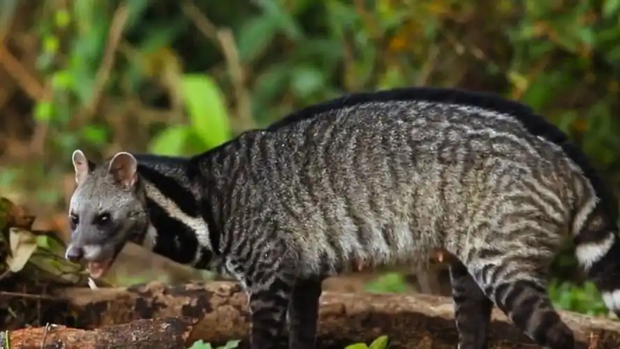 四川光雾山首次发现珍稀濒危动物大灵猫,因灵猫香闻名,却用臭味防身