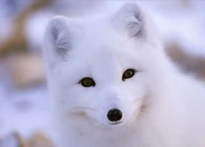 北极狐,真的好美丽