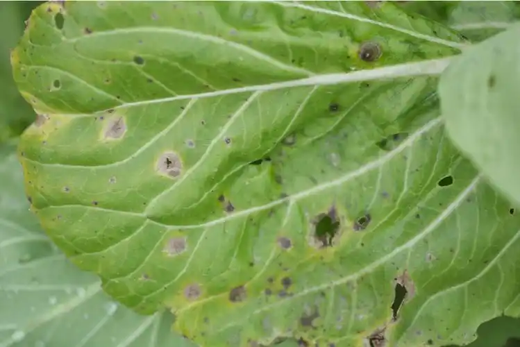 图14防治小白菜黑斑病(图14),用3%多抗霉素可湿性粉剂600～1 200倍液