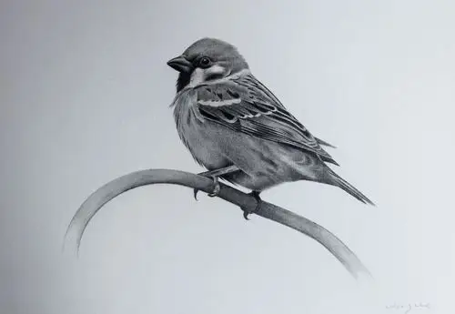 动物素描树麻雀