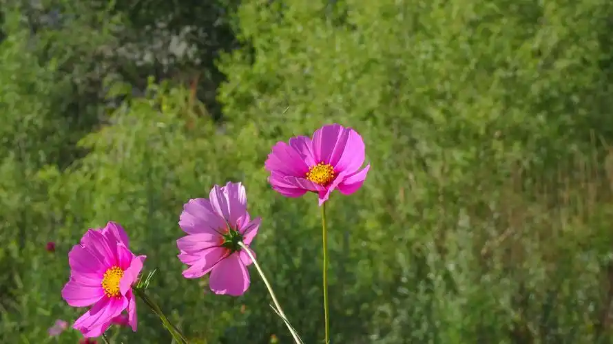 美丽的八瓣格桑花