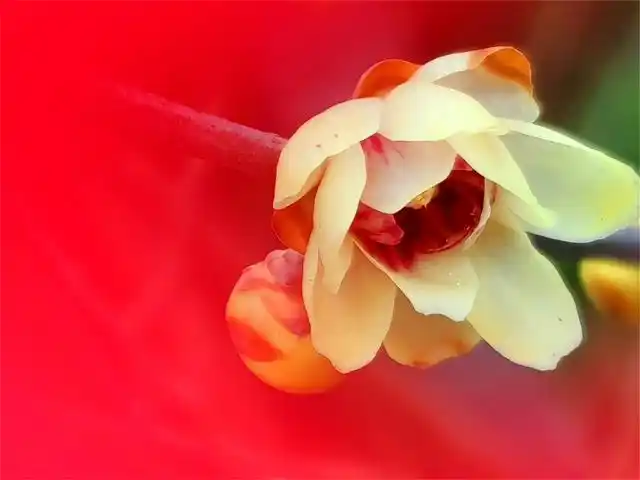 中国红增色彩腊梅花多绚丽生机勃勃熬立在寒冬