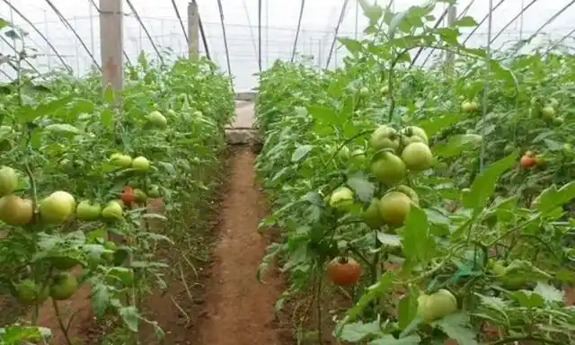 大棚西红柿到底如何种植呢?