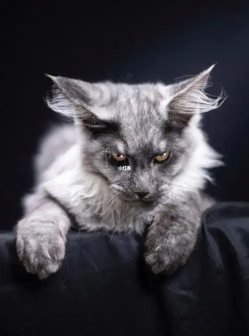 缅因烟灰弟弟缅因烟灰妹妹#缅因猫  #缅因  #缅因库恩猫  #缅因猫