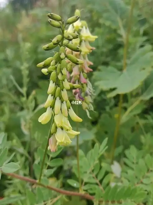 认识一下黄芪开花