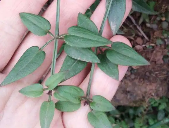 茜草(茜草科草本根茎)_茜草的功效与作用