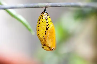 蛹图片_蛹高清图片_全景视觉