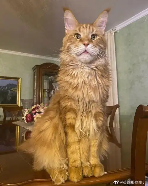 俄罗斯一个妹子家里养的一只橘色缅因猫