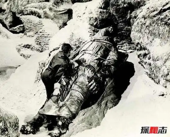 喜马拉雅山雪人之谜已被证实是史前熊类图片