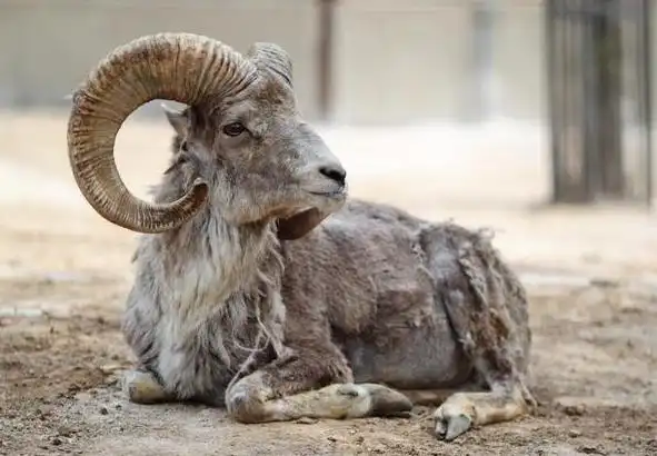 这只羊被自己的角戳死了,太憋屈!