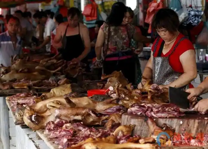 狗肉节的玉林当地杀狗吃狗