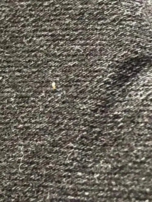 真吃不好睡不好睡前找书虱睡醒找书虱