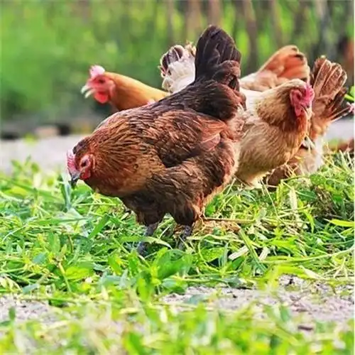 供应 土鸡 农家散养土鸡 生态土鸡 量大从优