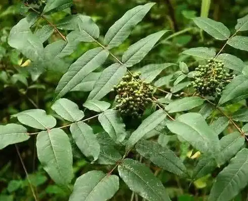 岭南花椒搜山虎可治破伤风狂犬病瘫痪等