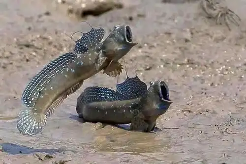 会跑会上树鱼连求偶都是走着去的