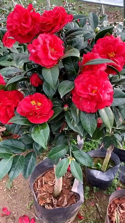 魔术城茶花开品鉴赏!