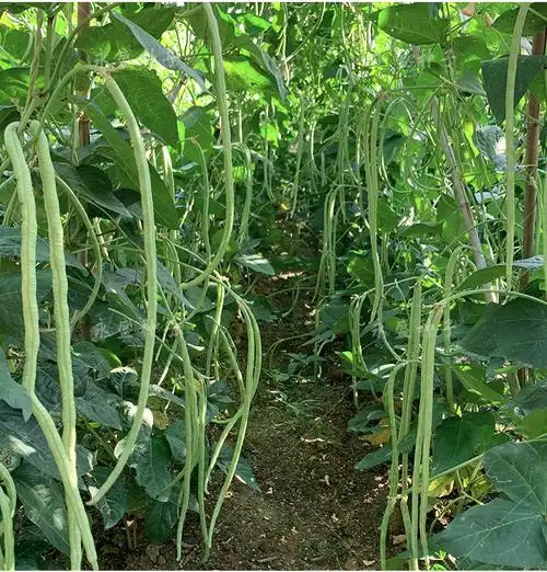 肉厚高产豇豆四季豆无架长豆角种子蔬菜种孑大全美园无架豆角20克1包