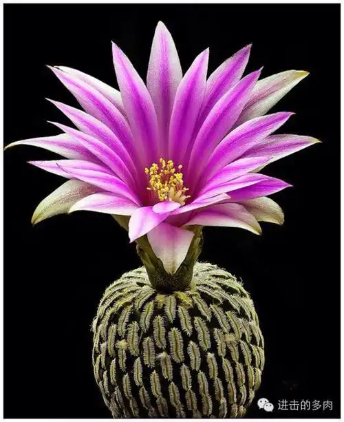 美到惊为天人的仙人掌花