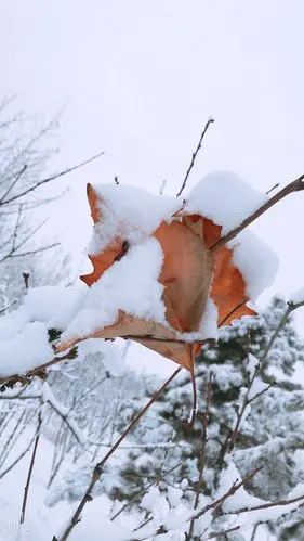 其它 2020年第一场雪 写美篇长街吻过千堆雪!