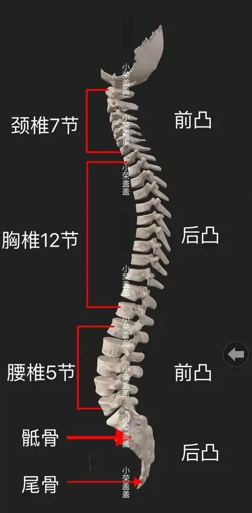 正常情况下,人的脊柱有四个生理曲度:颈曲,胸曲,腰曲和骶曲