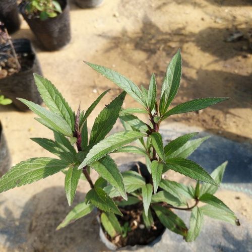 佩兰苗 水香 鸡骨香 中药草盆栽苗 食用家庭盆栽植物