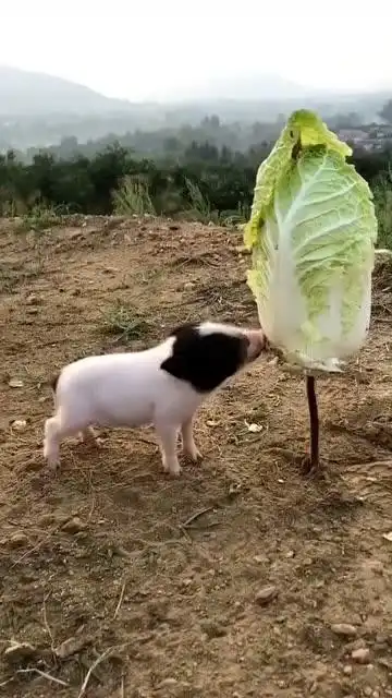 看到这一幕我只想说,好白菜不仅被猪拱,还被猪吃了!