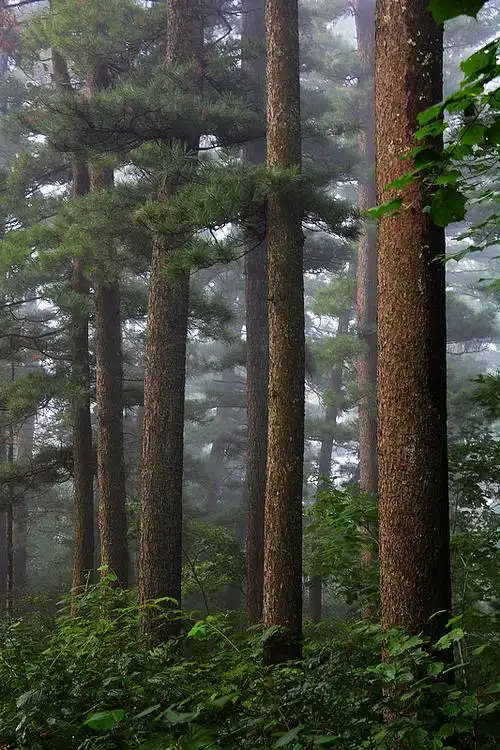 黑龙江自然保护区内的魅力_风景_poco摄影,湖面,森林,雪景
