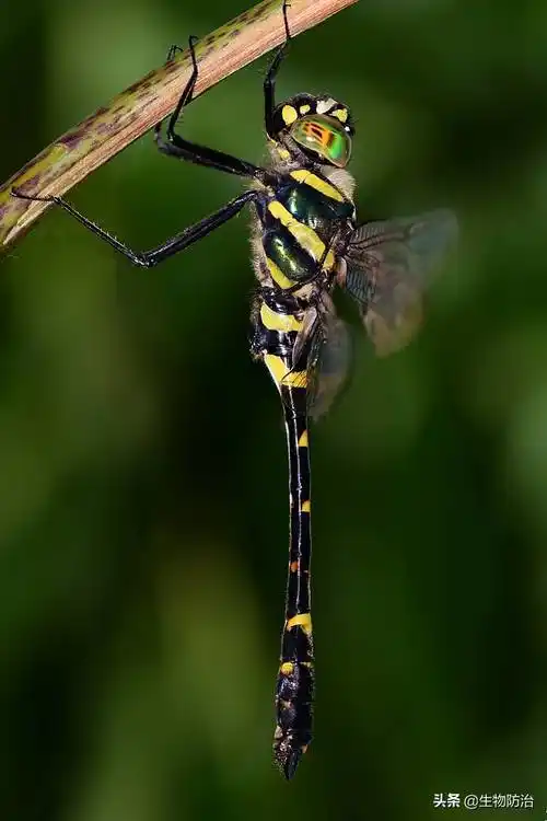 蜻蜓的特点(蜜蜂有哪些特点和本领)