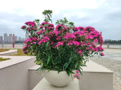 闽江公园里的石竹花