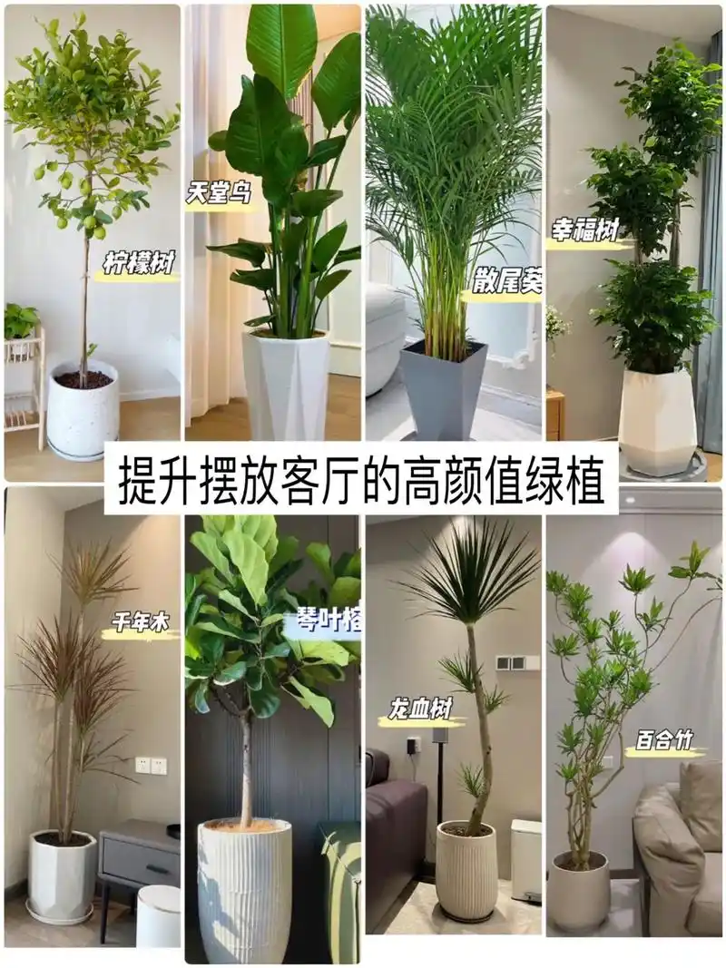 适合放在客厅的高颜值绿植,建议收藏,提升家居氛围感必备呀#盆 - 抖音