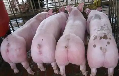 001201三元杂商品猪