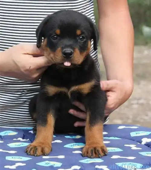 出售罗威纳颜色齐全公母都有真实照片视频挑选