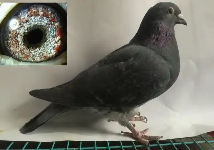 超远程老国血李鸟雌