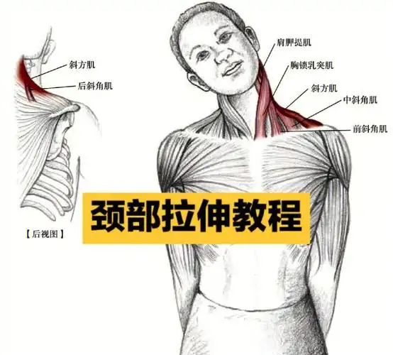 拉伸系列教你如何拉伸颈部
