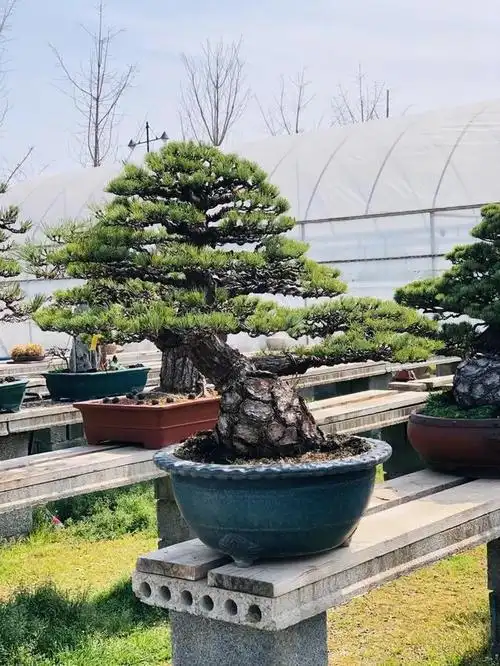 宫岛大阪松盆景是一种传统文化艺术,是对日本现代园艺文化的一种认识