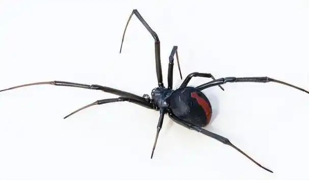 蜘蛛的种类图片及名称