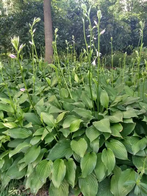 这种草叫什么名字?