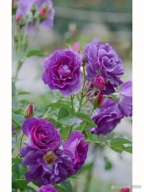 空蒙月季优点与缺点