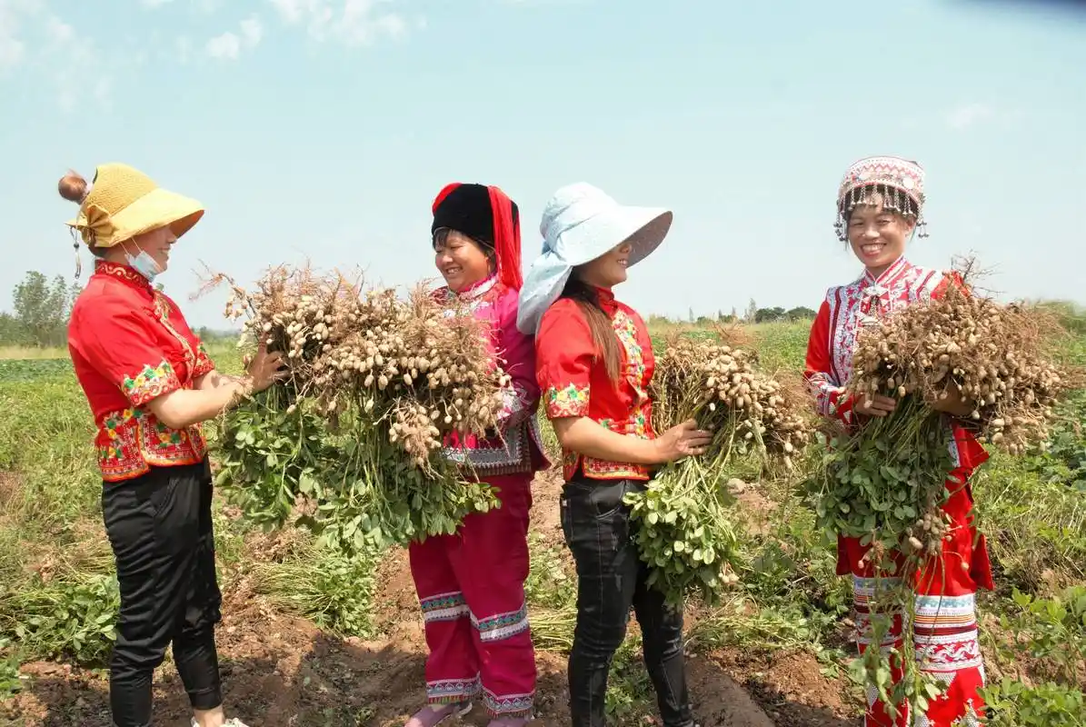东海县山左口乡花生喜获丰收_种植