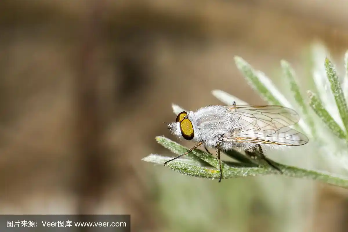 一只白苍蝇的肖像