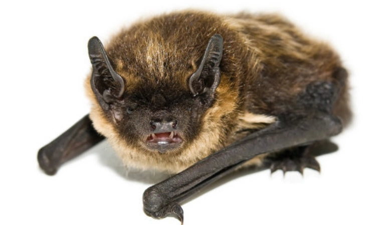 蝙蝠的天敌