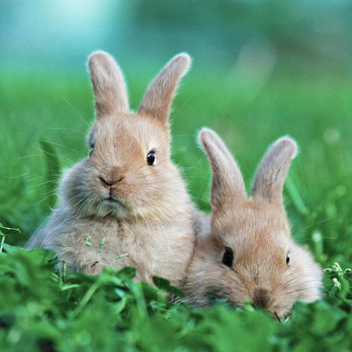 装饰画 兔子海报贴画 小白色兔子可爱呆萌灰兔野兔家兔图片獭兔贴