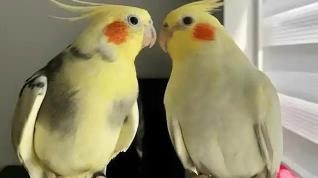 珍珠玄凤鹦鹉如何准确分公母?_颜色_雌鸟_价格