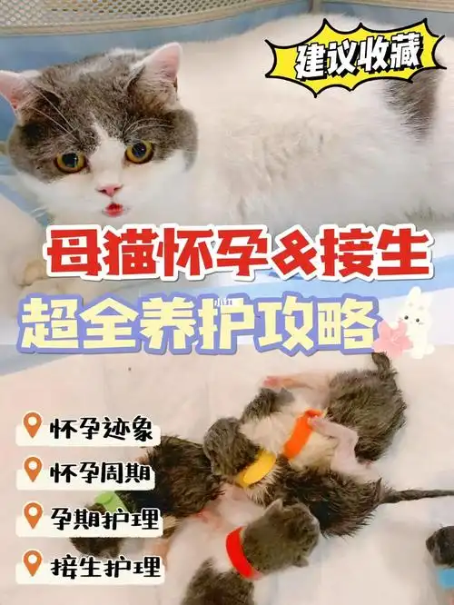 母猫怀孕接生超全养护攻略太详细了吧03