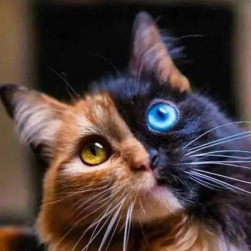 异瞳猫它们眼里有星辰却于星辰中苦楚